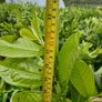 Large Laurel Hedging just under 3ft tall and very bushy Image 3