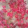 3 Virginia Creeper Plants Image 6