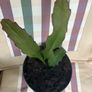 cactus plant Image 2