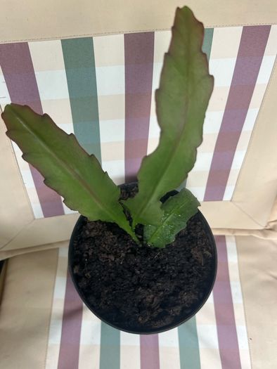 cactus plant