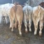 7 suckler bred heifers Image 5