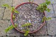 Cotoneasters-various sizes and prices