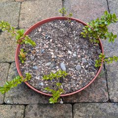 Cotoneasters-various sizes and prices