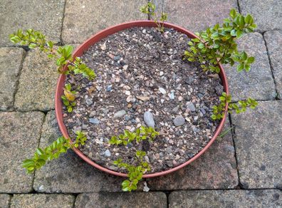 Cotoneasters-various sizes and prices