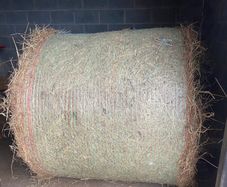 Hay