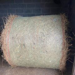 Hay