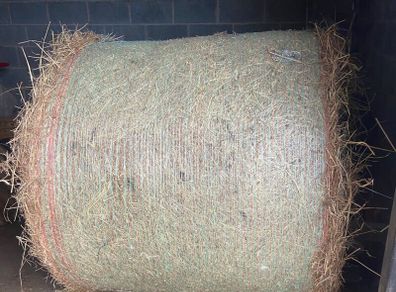 Hay