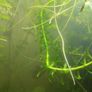 aquarium plants Image 10