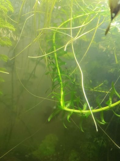 aquarium plants