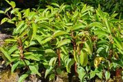 Portuguese Laurel One Euro