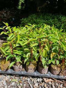 Portuguese Laurel One Euro