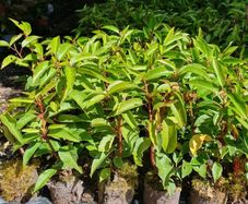 Portuguese Laurel One Euro