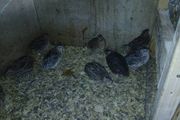 male quail
