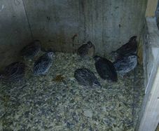 male quail