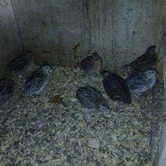 male quail
