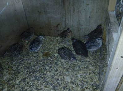 male quail