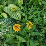 Herbaceous Perennials in 3 litre just  7.50 euro Image 5