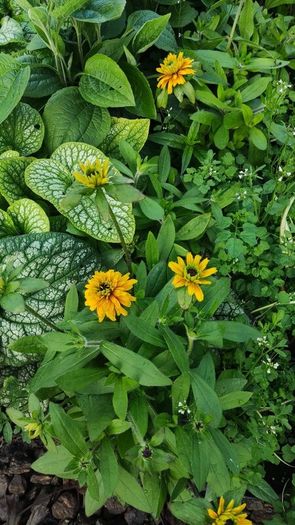 Herbaceous Perennials in 3 litre just  7.50 euro