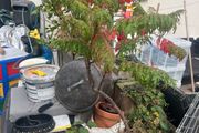 plant