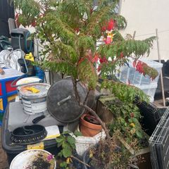 plant