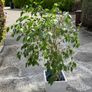 Weeping Fig, house tree Image 5