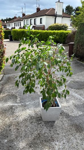 Weeping Fig, house tree