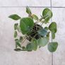 Chinese Money Plants - Pilea peperomioides Image 2