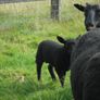 Black Sheep , Hoggets . Breeding Sheep . Image 7
