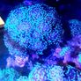 Coral frags Image 6