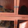 bunnies Image 5
