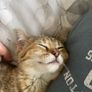 Missing kitten Image 3