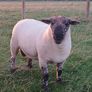 Suftex hoggott ram Image 3