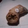fossils Image 4