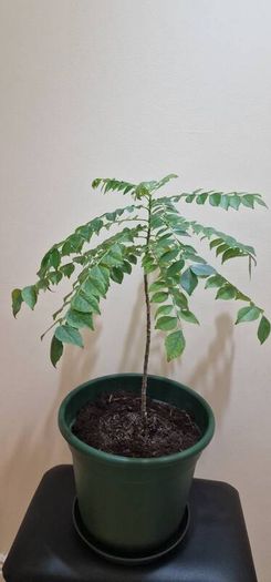 Curry Plant