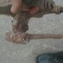 Old cast iron wall mounted hand water pump Image 2