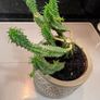 Flower Cactus in ceramic pot Image 5