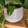 Epipremnum Aureum planter Image 3