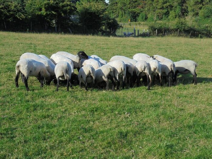 Hilltex  x Suffolk  Breeding Hoggets