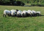 Hilltex  x Suffolk  Breeding Hoggets