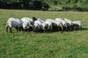 Hilltex  x Suffolk  Breeding Hoggets