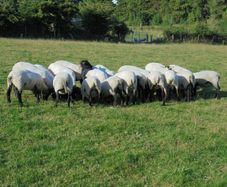 Hilltex  x Suffolk  Breeding Hoggets