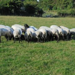 Hilltex  x Suffolk  Breeding Hoggets
