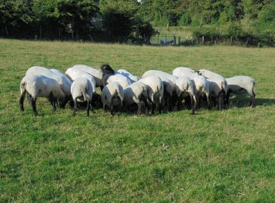 Hilltex  x Suffolk  Breeding Hoggets