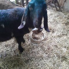 goats