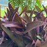 indoor plant Image 3
