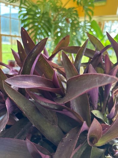 indoor plant
