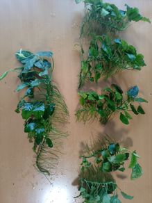 Aquarium plants