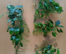 Aquarium plants