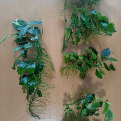 Aquarium plants