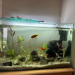 fish tank 115L